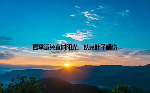 夏季避免直射阳光, 以免叶子晒伤