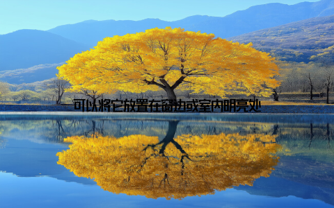 可以将它放置在窗边或室内明亮处