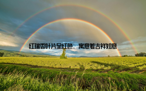 红瑞香叶片呈红色, 寓意着吉祥如意