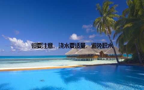但要注意, 浇水要适量, 避免积水