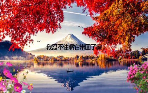 我忍不住将它带回了家