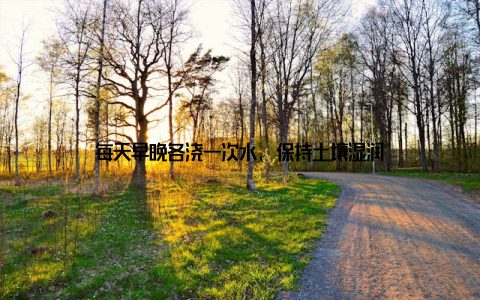 每天早晚各浇一次水, 保持土壤湿润