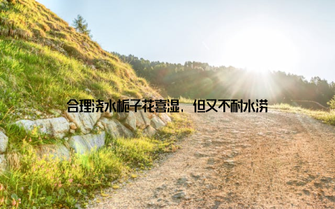 合理浇水栀子花喜湿, 但又不耐水涝