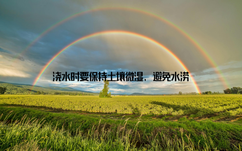 浇水时要保持土壤微湿, 避免水涝