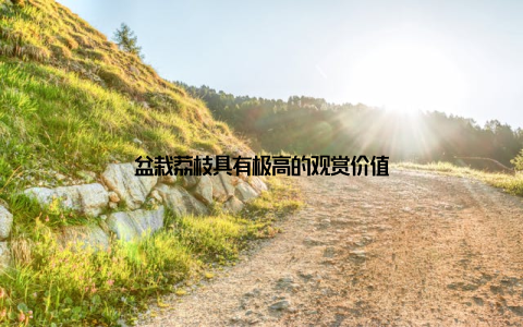 盆栽荔枝具有极高的观赏价值