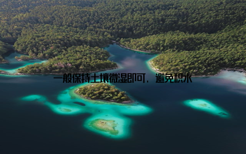 一般保持土壤微湿即可, 避免积水