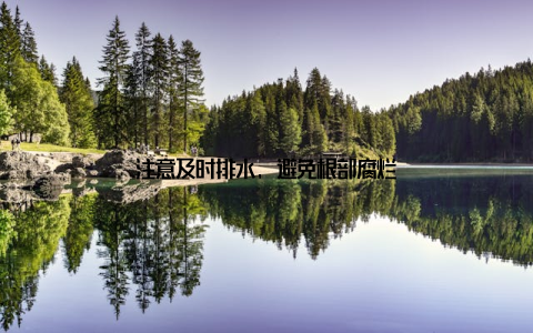 注意及时排水, 避免根部腐烂