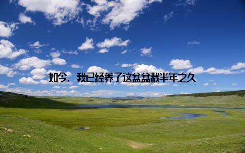 如今, 我已经养了这盆盆栽半年之久