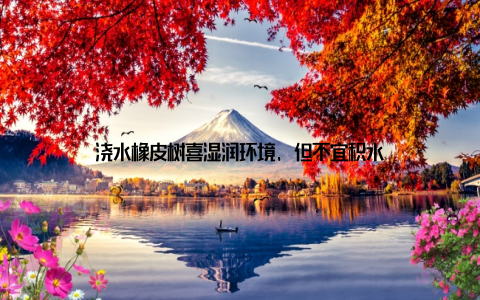 浇水橡皮树喜湿润环境, 但不宜积水