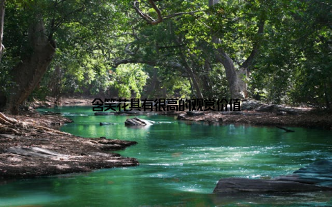 含笑花具有很高的观赏价值