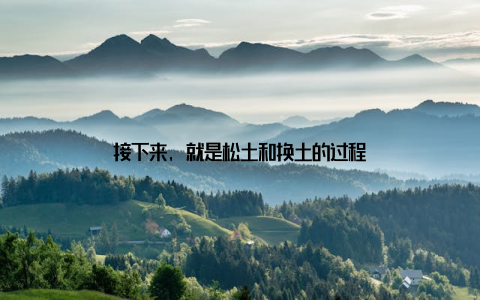 接下来, 就是松土和换土的过程