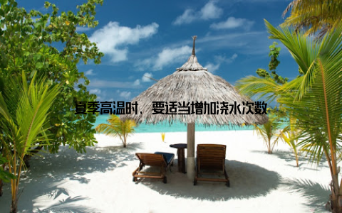 夏季高温时, 要适当增加浇水次数